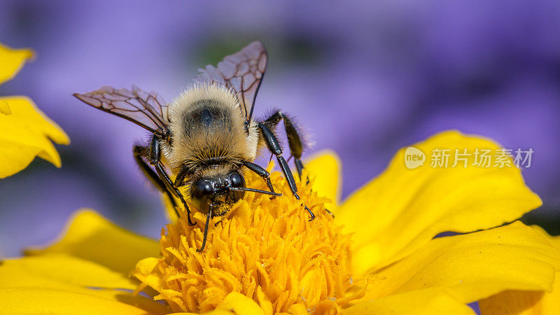 大黄蜂(bombus griseocollis)和金丝菊。